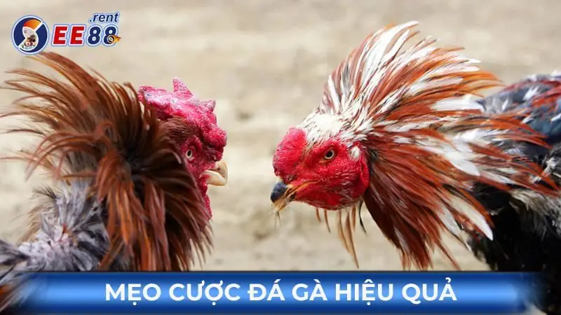 Meo-cuoc-da-ga-hieu-qua