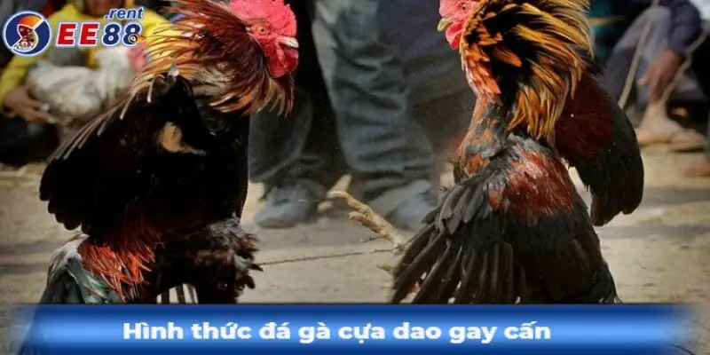 Tham-gia-hinh-thuc-da-ga-cua-dao-vo-cung-gay-can