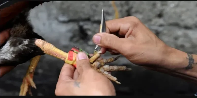 Thông tin về đá gà cựa dao dành cho người mới